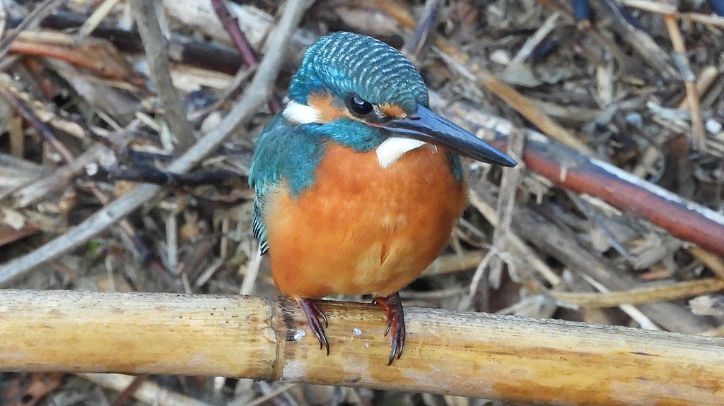 DSCN5134：カワセミ（オス）