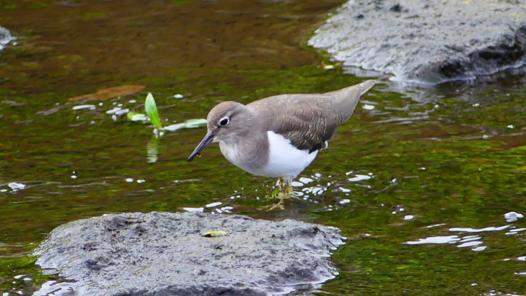 P2290086：イソシギ