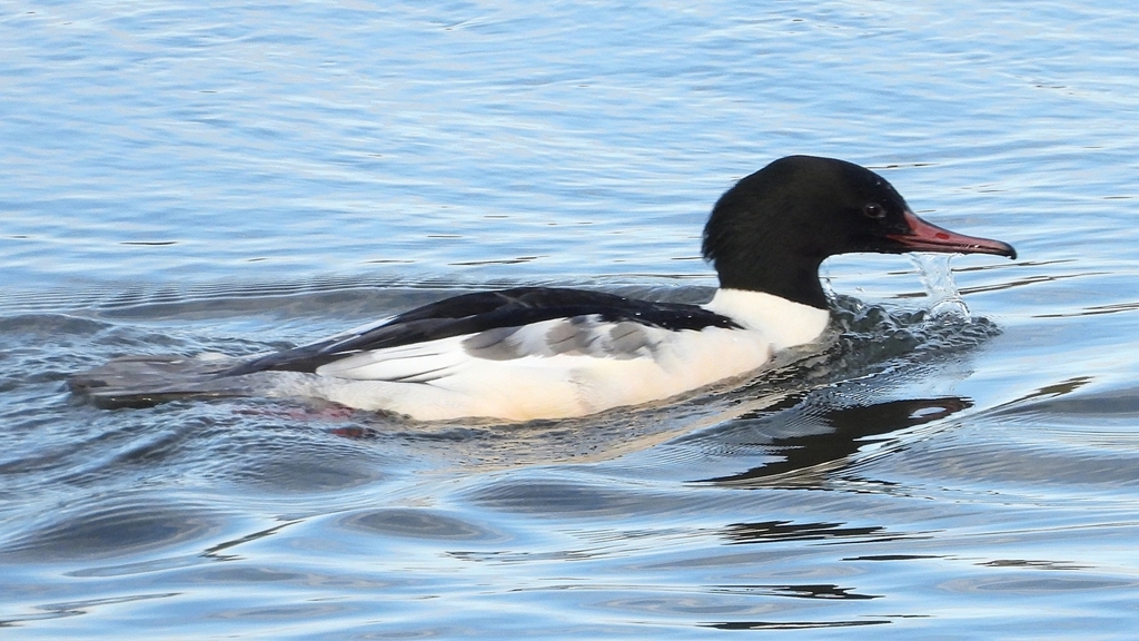 DSCN5220：カワアイサ（オス）