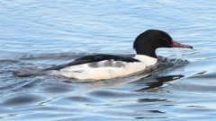 DSCN5220：カワアイサ（オス）