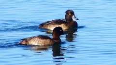 P2370316：キンクロハジロ（メス）