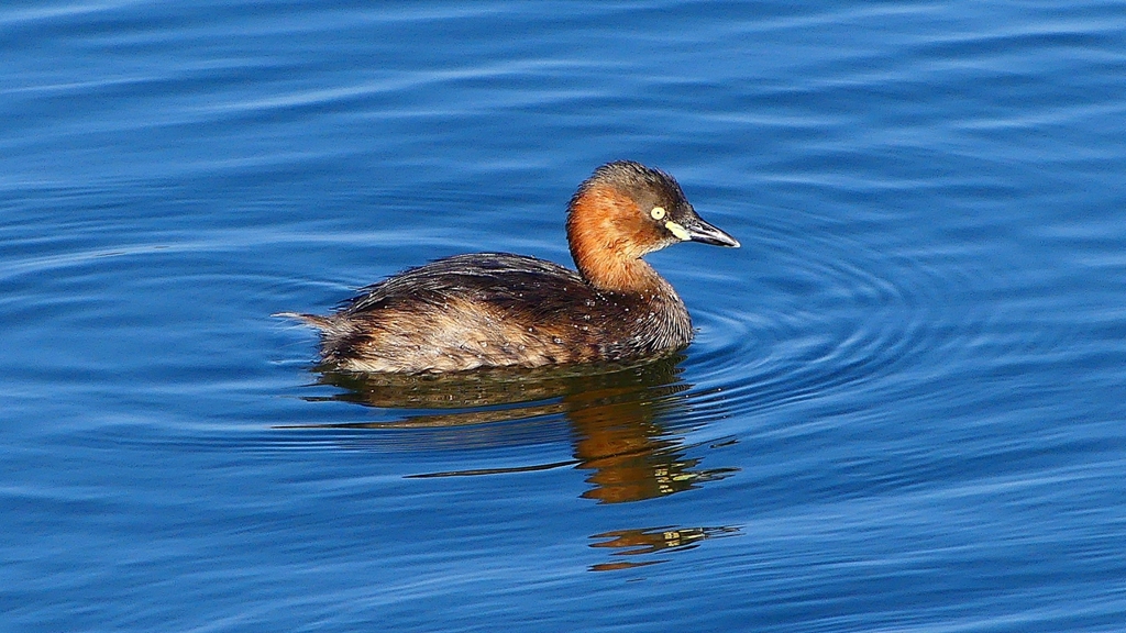 P2360158：カイツブリ