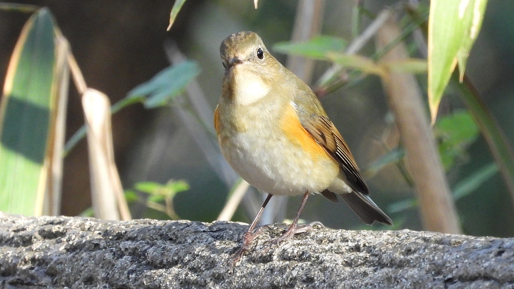 DSCN5978：ルリビタキ（メスタイプ）