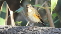 DSCN5978：ルリビタキ（メスタイプ）