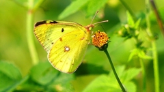 P2350806：モンキチョウ