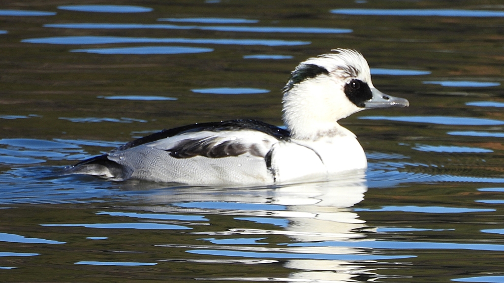 DSCN4890：ミコアイサ（オス）