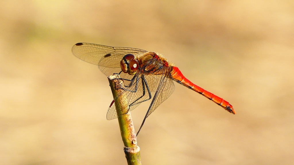 P2320219：アキアカネ（オス）