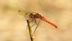 P2320219：アキアカネ（オス）