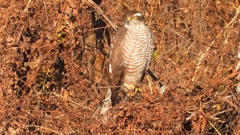 DSCN5438：ハイタカ