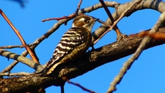 P2410798：コゲラ