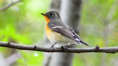 P2320299：ムギマキ（オス若鳥）