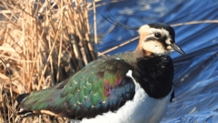 DSCN6655：タゲリ