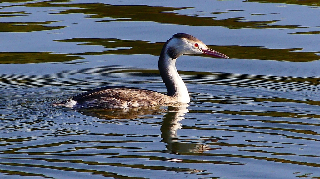 P2360147：カンムリカイツブリ