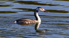 P2360147：カンムリカイツブリ