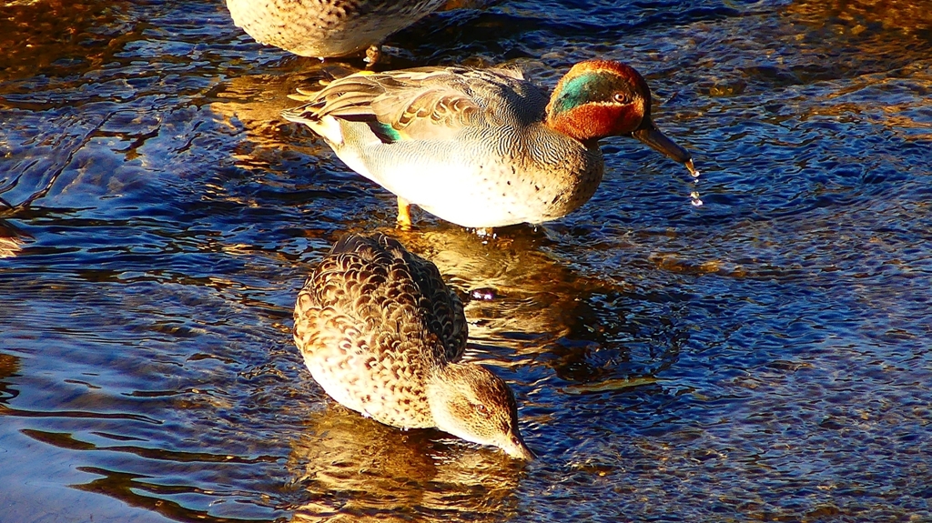 P2400213：コガモ