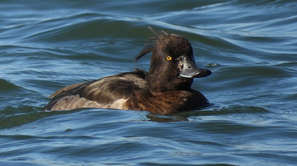 DSCN0956：キンクロハジロ