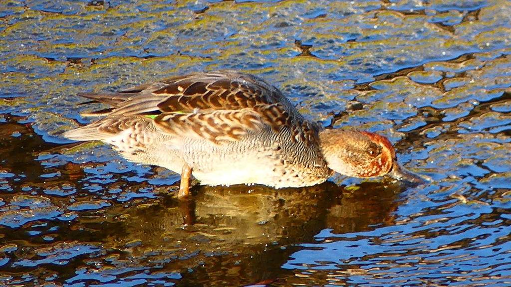 P2400167：コガモ