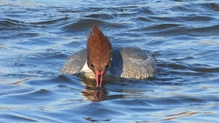 DSCN3306：カワアイサ（メス）