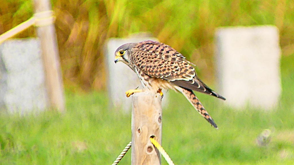 P2340525：チョウゲンボウ