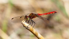 P2330516：アキアカネ（オス）