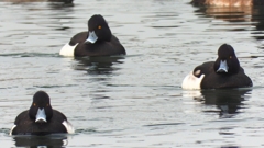 DSCN7157：キンクロハジロ（オス）