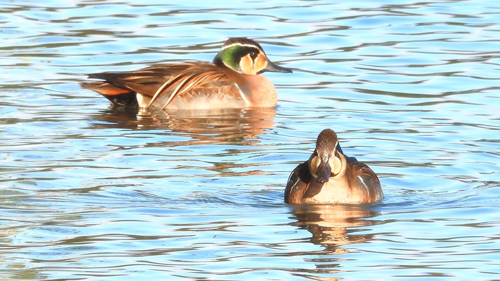 DSCN7910：トモエガモ（オス）
