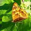 P2270095：コムラサキ