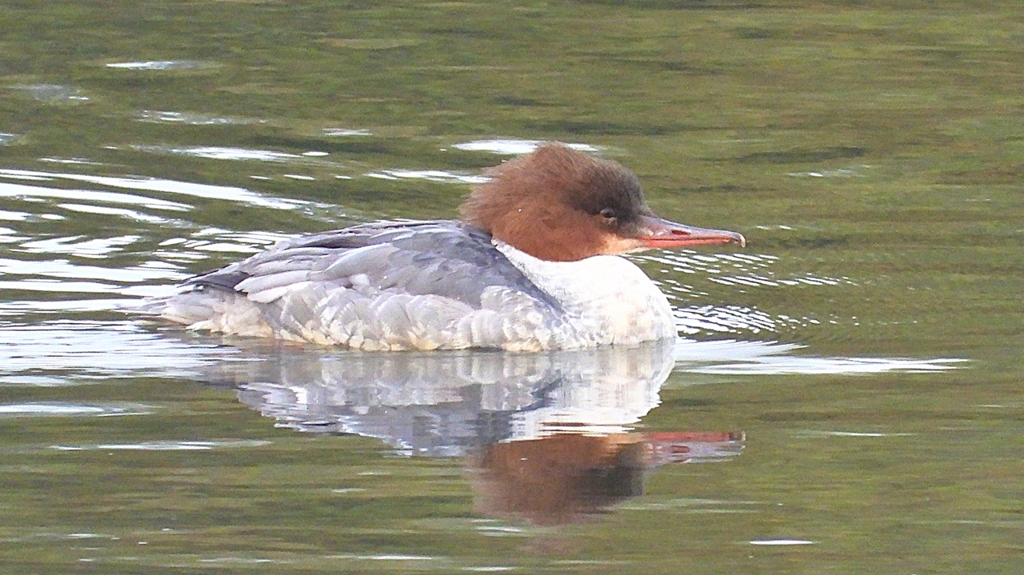 DSCN3521：カワアイサ（メス）