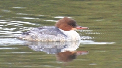 DSCN3521：カワアイサ（メス）