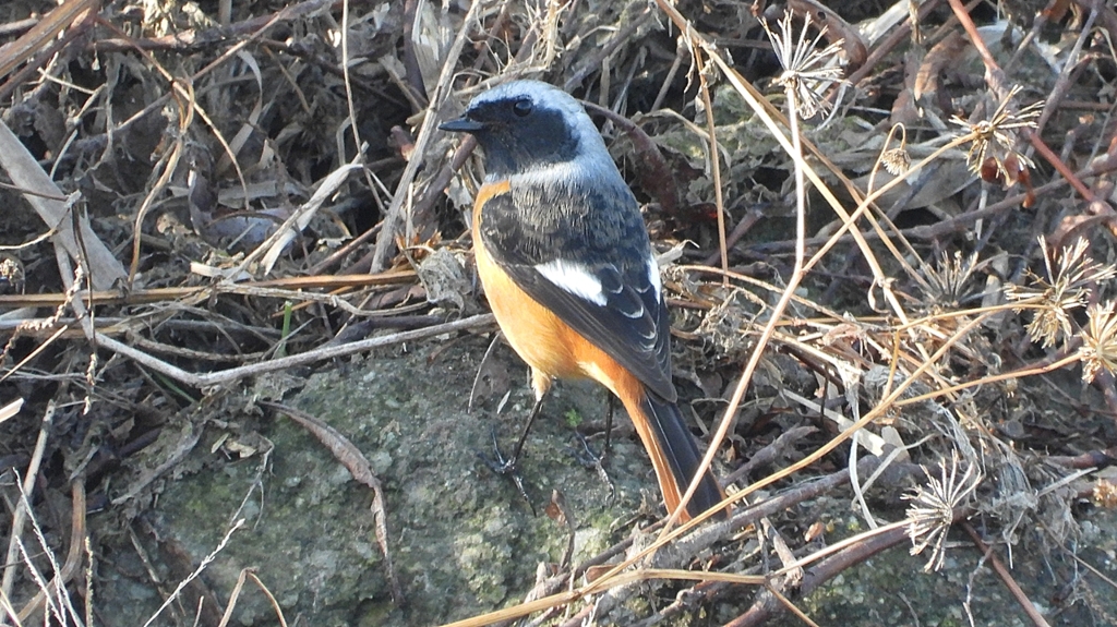 DSCN0697：ジョウビタキ（オス）