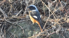 DSCN0697：ジョウビタキ（オス）