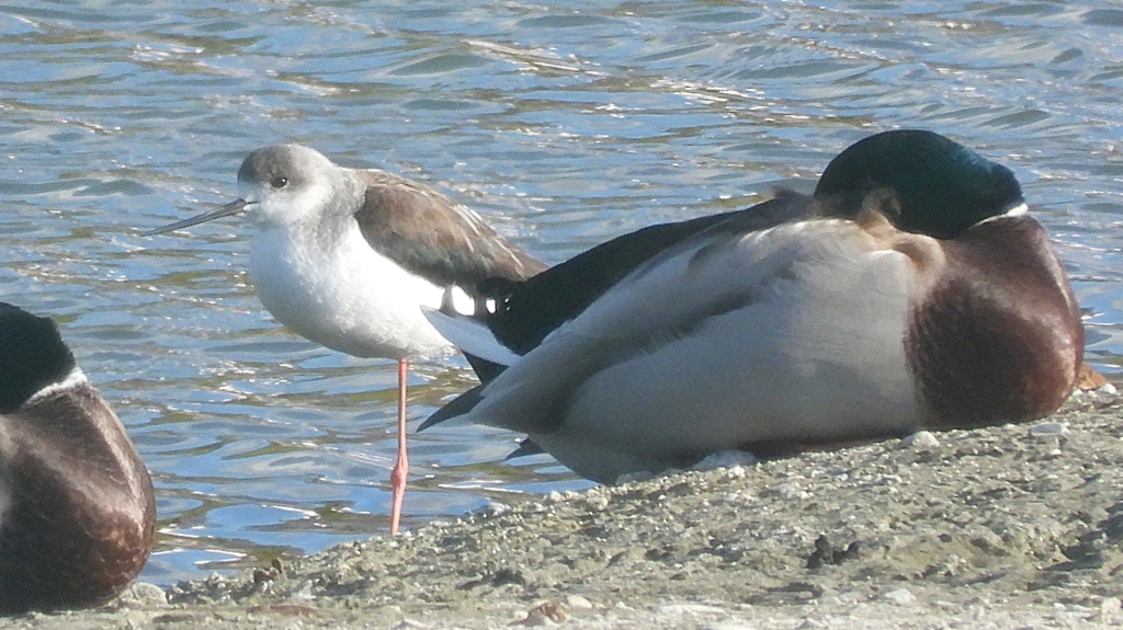 DSCN2154：セイタカシギ他