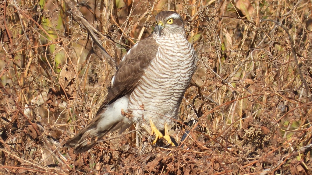 DSCN5528：ハイタカ