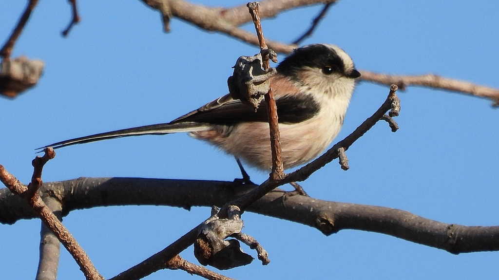 DSCN7769：エナガ