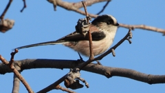 DSCN7769：エナガ