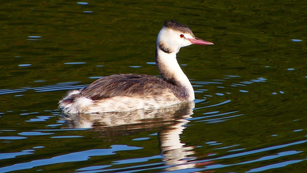 P2360127：カンムリカイツブリ