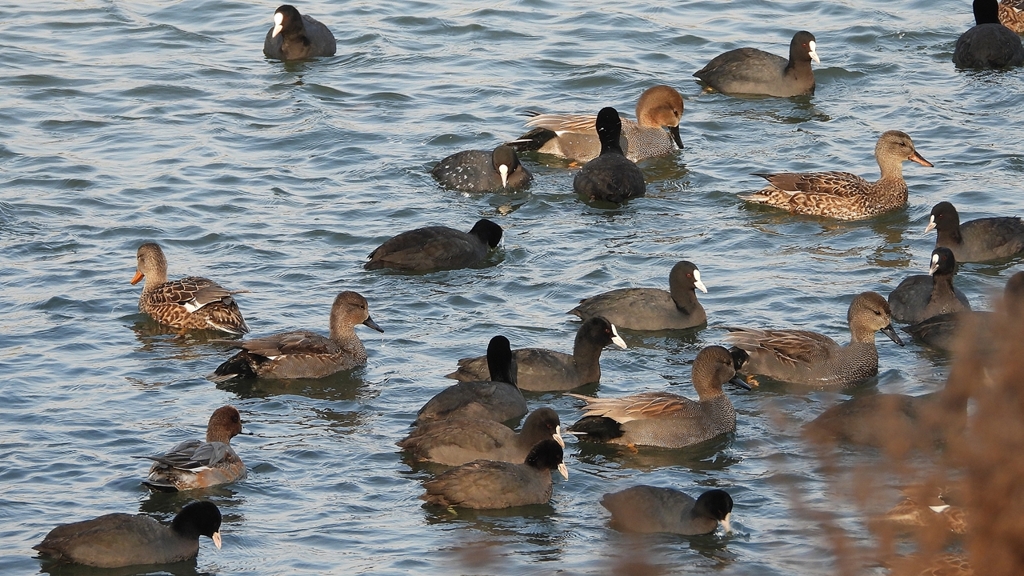 DSCN3896：オカヨシガモ他