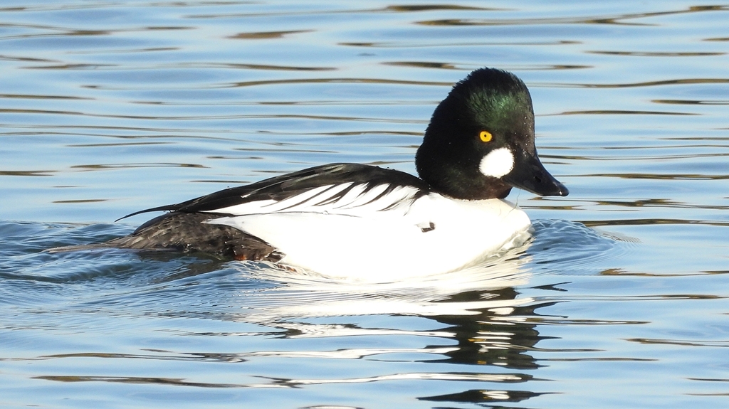 DSCN2634：ホオジロガモ（オス）