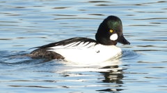 DSCN2634：ホオジロガモ（オス）