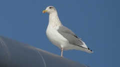 DSCN4315：セグロカモメ