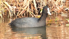 DSCN7440：オオバン