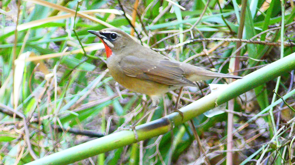 P2310417：ノゴマ（オス