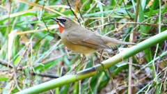 P2310417：ノゴマ（オス