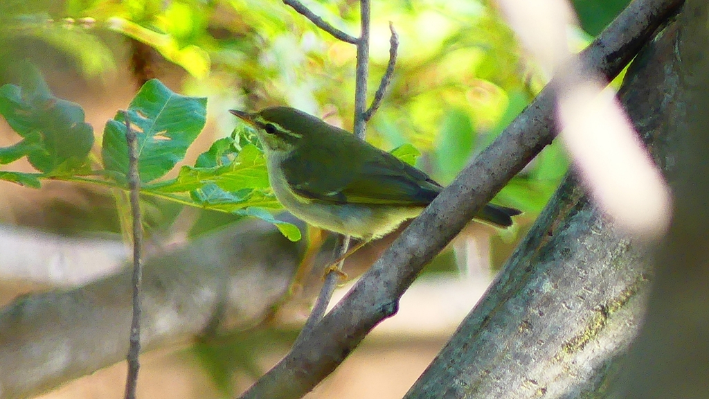 P2320006：ムシクイ