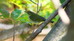 P2320006：ムシクイ