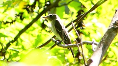 P2300062：コサメビタキ