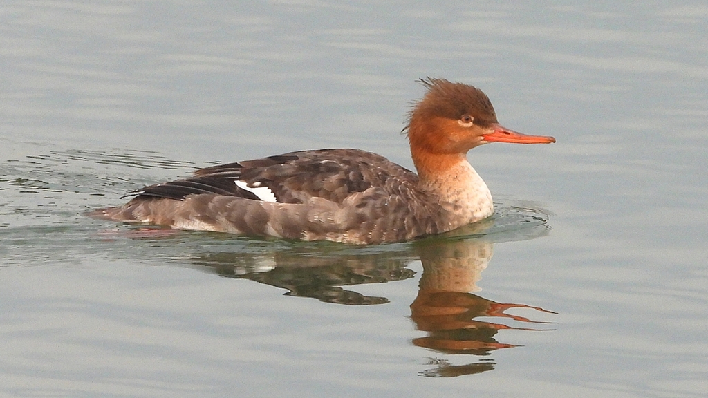 DSCN7263：ウミアイサ