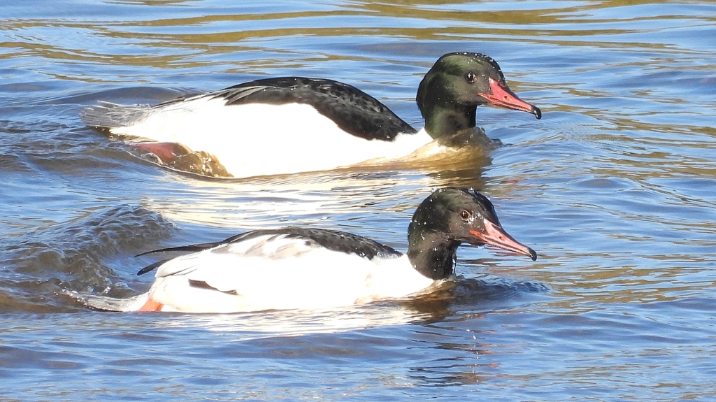 DSCN5319：カワアイサ（オス）