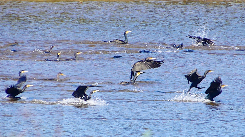 P2330179：カワウの狩り