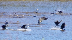 P2330179：カワウの狩り